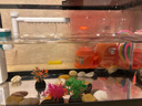 阔庭鱼缸懒人鱼缸家用客厅办公室金鱼缸过滤鱼缸黑色款 实拍图