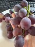 顺丰东北辽宁巨峰葡萄5斤新鲜水果无籽香甜黑提子当季现摘整箱发L 净重2斤装【顺丰快递】 实拍图
