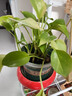 【绿萝盆栽】吸甲醛净化空气水培绿植物懒人花卉好养搬家礼物全 【热销5盆】绿萝+橙色南瓜盆自吸水 整体含盆高度20-25cm 实拍图