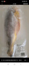 黄小渔宁德三去黄花鱼800g/条净重 大黄鱼生鲜 鱼类海鱼 海鲜水产 实拍图