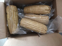 京鲜生东北白玉米200g*8棒 真空包装粘玉米 源头直发 实拍图