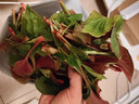 辰实【顺丰/JD快递】鱼腥草新鲜 折耳根叶子 侧耳根节节根蔬菜现挖发 1斤四川鱼腥草嫩叶 实拍图