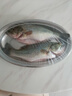 鲜活鲈鱼400-500g/条 实拍图