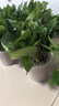 双盟 绿萝盆栽除甲醛花卉绿植办公室新房净化空气110款10盆装源头直发 实拍图