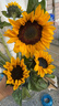【向日葵】生日礼物鲜切花云南基地直发新鲜太阳花鲜花毕业花束 向日葵10枝 中大花 中大花向日葵 实拍图