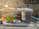 阔庭（KUOTING）缸水族箱生态桌面鱼缸新款懒人鱼缸生态造景过滤制氧一体机白色 实拍图