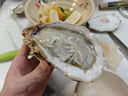 灯塔水母【刺身生蚝】鲜活可生食乳山生蚝刺身牡蛎源头直发6XL*10只礼盒装 实拍图