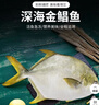 环球水产南海大金鲳鱼550g1条 BAP认证 海鱼水产 生鲜鱼类 火锅 烧烤海鲜 实拍图