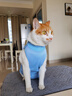 欢宠网宠物猫咪绝育服猫手术服母猫衣服断奶术后恢复幼小猫猫透气防舔衣 实拍图