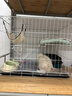 憨憨宠猫笼折叠猫笼子大号猫别墅加粗加密双层猫舍猫窝宠物猫咪用品家用 白色 850双层 实拍图