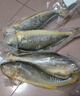 黄小渔宁德三去黄花鱼800g/条净重 大黄鱼生鲜 鱼类海鱼 海鲜水产 实拍图