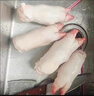 【顺丰】现杀土猪蹄10只带筋整只新鲜农家小香猪散养猪手猪脚前后 带筋土猪蹄1只【冷链速发】 实拍图