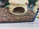 何佳功双吸盘冷水吸鳅冷水清洁鱼清道夫鱼鱼缸工具鱼长汀麦氏方式琵琶鱼 双吸盘1条3-4cm需打氧 实拍图