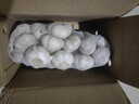 山东金乡蒜大蒜出口标准精选大蒜头蔬菜调料单果5cm 出口标准网兜装箱 1800g 5-5.5cm特大 实拍图