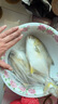 亚又婧金鲳鱼3斤3条新鲜冷冻平鱼大鲳鱼金昌鱼海鱼海鲜水产海鲜冷冻顺丰 500-600g/条 5条 实拍图