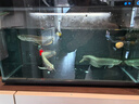 乐淘逸宠银龙鱼活体大中型热带观赏鱼鱼缸宠物淡水风水鱼发财鱼金龙鱼 17-18银龙+七彩龙各1发顺丰 实拍图