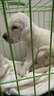 舒腾金毛幼犬纯种宠物狗狗金毛活体大型犬寻回犬宠物狗金毛幼崽活体狗 宠物级 精品拉布拉多 公 实拍图