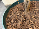 美乐棵家庭园艺蚯蚓粪发酵有机颗粒肥料花肥花卉绿植盆栽通用型2.8KG 实拍图