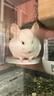 jolly pet products兔子水果干蔬菜干零食龙猫仓鼠荷兰猪零食小宠小食小吃 Jolly燕麦片 200克 JP242 实拍图