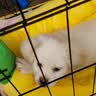 欢刻狗笼宠物笼子大中小型犬带厕所便携折叠笼子狗猫咪鸡兔折叠笼具子 黑色70*50*60【25斤内】限小体格 实拍图