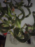 绩光富贵竹转运竹弯竹龙竹水竹开运水养竹子带根水培植物花卉室内绿植 不含盆 【带根】转运竹弯竹-60厘米-10棵 实拍图