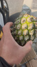 广东徐闻香水菠萝新鲜水果生鲜热带孕妇水果整箱包邮 【限时低价】1个装  单果650g起 实拍图