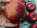 京鲜生 甘肃天水花牛苹果 又大又红 净重4斤装 单果200g起 新鲜水果  实拍图