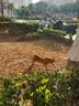 猫人黑色半高领毛衣女秋冬季加绒加厚一体绒内搭打底衫中领保暖上衣 实拍图