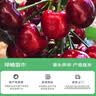 嫣蓝车厘子树苗大樱桃苗盆地栽果树苗美早苗0.6-1公分粗1棵源头直发 实拍图