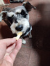 HELLOJOY狗狗零食磨牙棒比熊泰迪中小型犬磨牙洁齿 鸡肉绕奶棒100g 实拍图