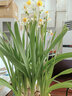 漳州水仙花种球盆栽水养大球带花苞水培绿植物种子室内外四季好养 【特大】漳州水仙8球/周长18-20+矮壮素营养液 晒单实拍图