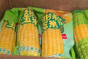 十月稻田 白糯玉米 4.16斤(260g*8根) 低脂早餐 东北玉米 杂粮粗粮 实拍图