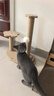 HELLOJOY猫抓板猫爬架一体耐磨不掉屑剑麻抓柱耐抓逗猫棒猫咪玩具自嗨解闷 实拍图