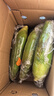 佳农宝菜山东带绿皮新鲜水果玉米健康轻食玉米4-6根4.5斤装源头直发 实拍图