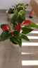 蝴蝶之舞红掌一帆风顺盆栽植物室内花卉好养土培大盆水养四季常青绿植 红掌【木桶盆】 含盆 实拍图