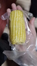当季新货头茬东北黄甜糯玉米棒真空包装低脂黄糯大棒甜东北黏苞米 黄糯玉米【120-160克】3根 实拍图