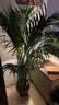 叹为观止 大型盆栽 单杆辫子发财树天堂鸟绿萝散尾葵办公室内开业乔迁礼品 富贵椰子【1.3—1.5米】 含盆 实拍图
