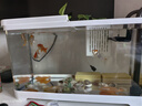 阔庭（KUOTING）阔庭鱼缸懒人鱼缸家用客厅办公室水培吊篮金鱼缸过滤鱼缸白色款 实拍图