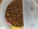 美乐棵通用型控释营养粒250g园艺花肥肥料盆栽绿植包膜控释肥 实拍图