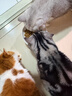 皇家室内成猫粮 I27 通用粮 12月以上 10KG 实拍图