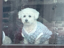 欢宠网宠物狗狗衣服猫咪猫小狗小猫泰迪比熊猫猫小型犬幼犬冬季保暖服饰 实拍图