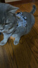 欢宠网猫咪牵引绳猫绳宠物防挣脱可调松紧背心式专用溜遛猫绳子外出用品 实拍图