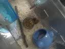 共度（Gong Du）宠物磨牙石小仓鼠金丝熊荷兰猪松鼠龙猫兔子都可用磨牙用品玩具 天然苹果树枝（500g/袋） 实拍图