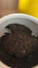 大益TAETEA茶叶普洱茶熟茶 7572饼茶盒装150g/饼 经典标杆口粮茶自饮 实拍图