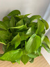 双盟绿萝盆栽除甲醛花卉绿植办公室新房净化空气180加仑4盆装源头直发 实拍图