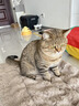 柒哦猫垫子冬季保暖睡垫四季通用狗垫子猫咪毯子宠物睡觉猫狗窝地垫 泡泡兔绒垫-卡其咖 S码-50*35cm【适用于10斤内】 实拍图
