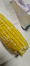 滇味十足（DIANWEISHIZU）水果玉米甜玉米云南金银双色新鲜甜嫩水果玉米棒鲜玉米茄果瓜 金银双色 【精选5斤】（净重 约5-9根） 实拍图