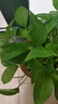 双盟绿萝盆栽除甲醛花卉绿植办公室新房净化空气180款福字4盆源头直发 实拍图
