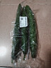 长黄瓜约600g 实拍图