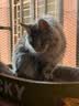 帕缇朵c3猫粮全期成猫猫粮幼奶糕无谷低敏配方猫粮 牛肉蔬菜味（10KG） 实拍图